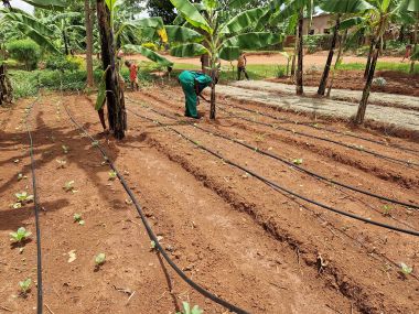 Drip irrigation